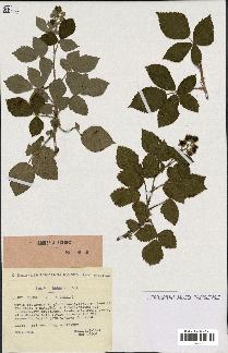 spécimen de Rubus caesius