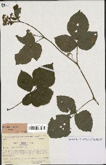 spécimen de Rubus caesius