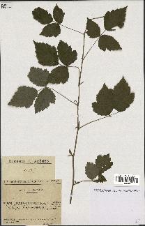 spécimen de Rubus caesius