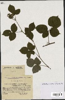 spécimen de Rubus caesius x ulmifolius