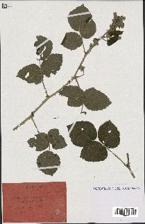 spécimen de Rubus caesius x ulmifolius