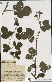 spécimen de Rubus caesius x ulmifolius