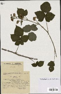 spécimen de Rubus caesius x ulmifolius