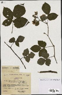 spécimen de Rubus caesius x ulmifolius