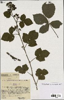 spécimen de Rubus caesius x ulmifolius