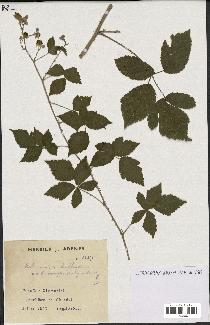 spécimen de Rubus caesius x ulmifolius