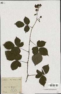 spécimen de Rubus tomentosus
