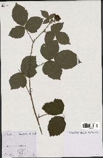 spécimen de Rubus tomentosus