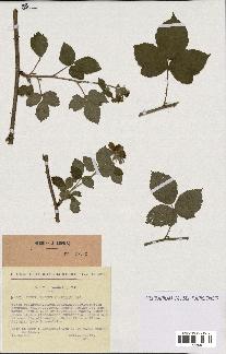 spécimen de Rubus caesius x nitidus