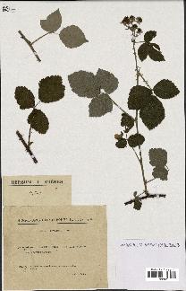 spécimen de Rubus leucophaeus