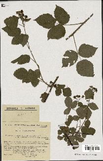 spécimen de Rubus caesius x nitidus