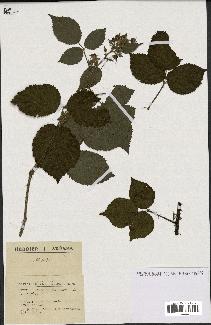 spécimen de Rubus drepanophorus