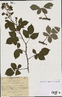 spécimen de Rubus ulmifolius