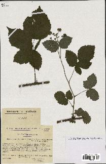 spécimen de Rubus caesius x bifrons