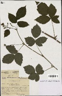 spécimen de Rubus caesius x bifrons