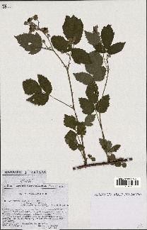 spécimen de Rubus caesius x bifrons