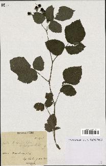 spécimen de Rubus caesius x bifrons