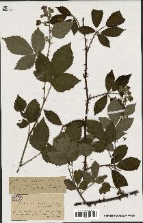 spécimen de Rubus thyrsoideus