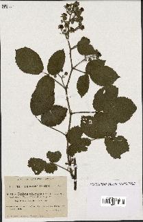 spécimen de Rubus obscurus