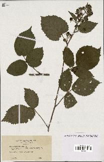 spécimen de Rubus hebecaulis