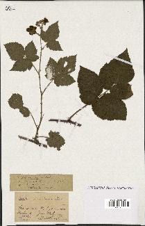 spécimen de Rubus pruinosus