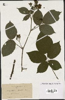 spécimen de Rubus macrophyllus