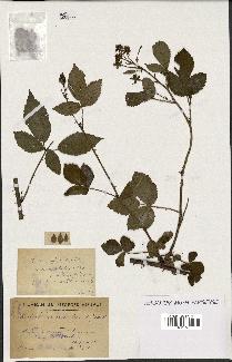 spécimen de Rubus divaricatus