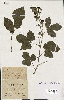 spécimen de Rubus nemorosus