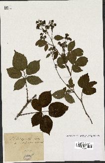 spécimen de Rubus opacus