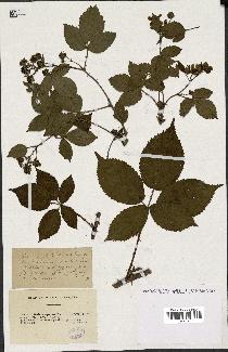 spécimen de Rubus opacus