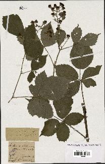 spécimen de Rubus nemorosus