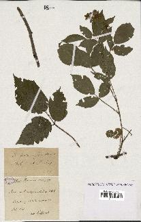 spécimen de Rubus melanoxylon