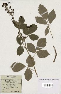 spécimen de Rubus tomentosus