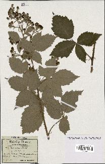 spécimen de Rubus tomentosus