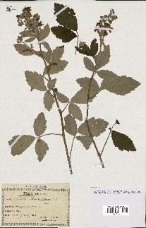 spécimen de Rubus tomentosus