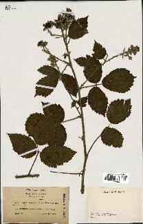 spécimen de Rubus multifidus