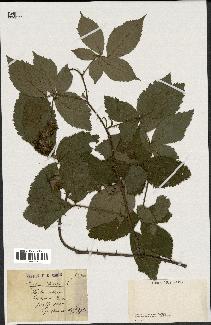 spécimen de Rubus caesius