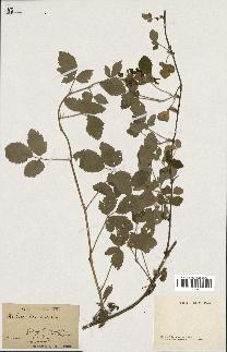 spécimen de Rubus tomentosus