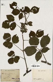 spécimen de Rubus scabripes