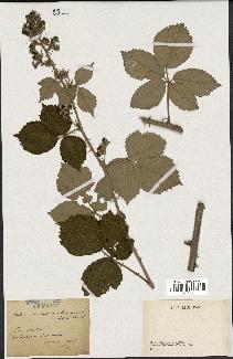 spécimen de Rubus sp.