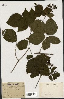 spécimen de Rubus sp.