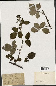 spécimen de Rubus tomentosus