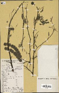spécimen de Acacia nilotica