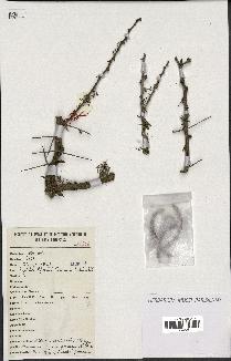 spécimen de Acacia tortilis