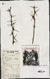 spécimen de Acacia nilotica