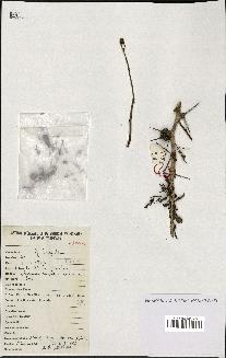 spécimen de Acacia seyal