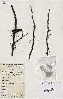 spécimen de Acacia nilotica