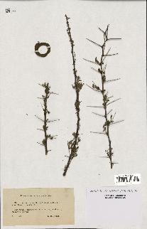 spécimen de Acacia tortilis
