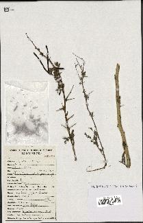 spécimen de Acacia seyal
