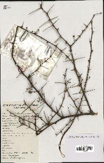 spécimen de Acacia seyal